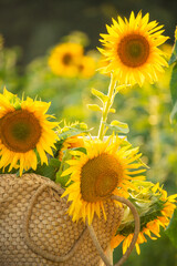 Fototapeta premium Straw bag and sunflowers. summer atmosphere.