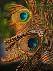 A close-up of eye-shaped peacock feathers with vibrant, iridescent blue and green colors 