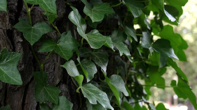 Green ivy hedera plant on tree in park on sunny day. Beautiful green background in slow motion. High quality 4k footage