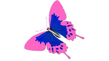 butterfly on white background