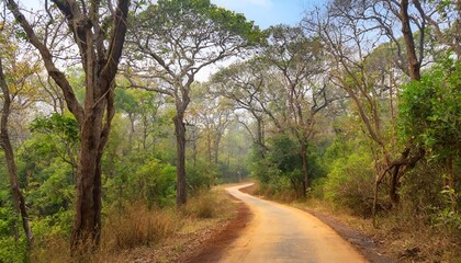 Unexplored path / Road less taken at Nagarhole national park, Karnataka, India. Bandipur forest. Curvy road ahead. Jungle safari searing wild animals. Tall trees, glomy weather, mysterious nature