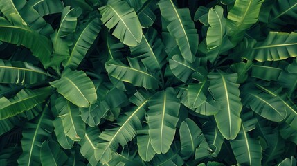 Fototapeta premium Seamless pattern background of fresh banana plant leaf