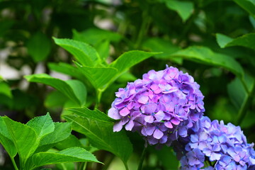 紫陽花