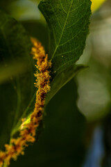 Castanea sativa pertenece a la familia de Fagaceae.