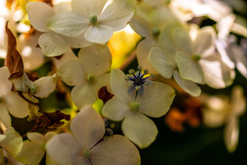 Hydrangea sp pertenece a la familia de Hydrangeaceae.