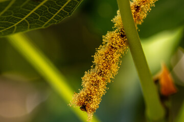 Castanea sativa pertenece a la familia de Fagaceae.