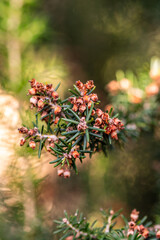 Erica canariensis pertenece a la familia de Ericaceae.