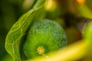 Ficus carica pertenece a la familia de Moraceae.