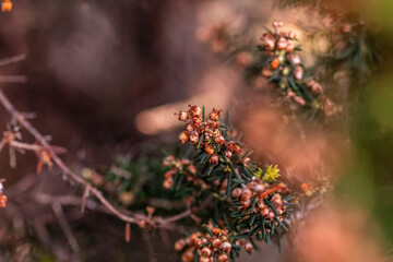 Erica canariensis pertenece a la familia de Ericaceae.
