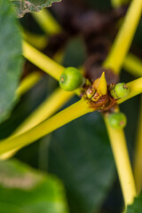Ficus carica pertenece a la familia de Moraceae.