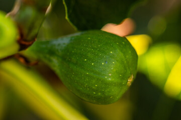 Ficus carica pertenece a la familia de Moraceae.
