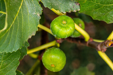 Obraz premium Ficus carica pertenece a la familia de Moraceae.