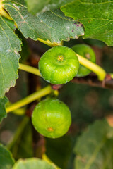 Ficus carica pertenece a la familia de Moraceae.