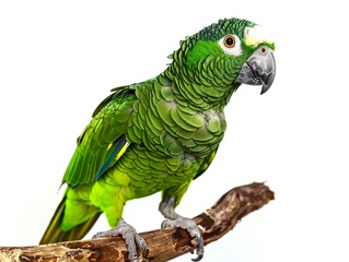 A green parrot is sitting on a white isolated background, holding onto a branch.