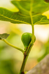 Ficus carica pertenece a la familia de Moraceae.