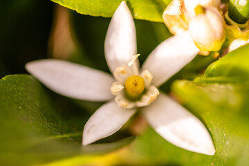 Obraz premium Citrus × aurantifolia pertenece a la familia de Rutaceae.