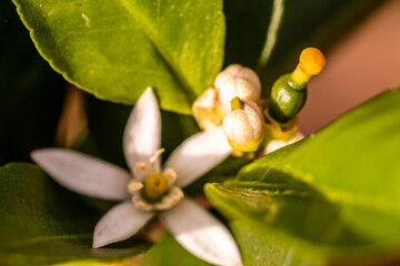 Citrus × aurantifolia pertenece a la familia de Rutaceae.
