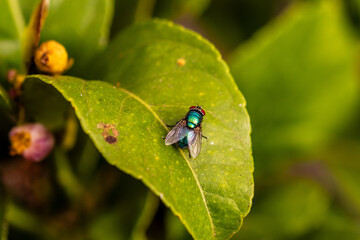 Mosca posada en la hoja de un limonero.
