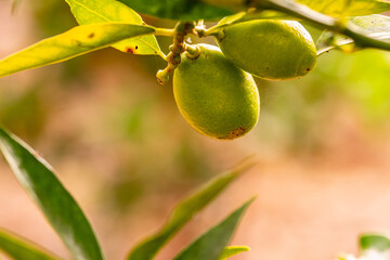 El limequat pertenece a la familia de Rutaceae.