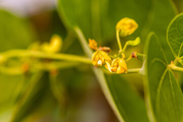 Flor de judias en una huerta ecologica. 