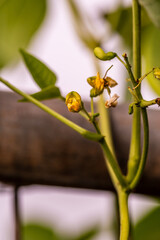 Flor de judias en una huerta ecologica. 