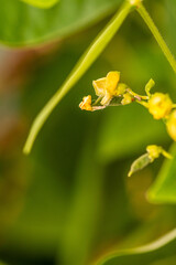 Flor de judias en una huerta ecologica. 