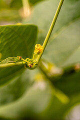 Flor de judias en una huerta ecologica. 