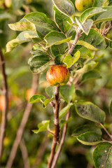 Malus domestica pertenece a la familia de Rosaceae.