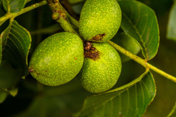 Juglans regia pertenece a la familia de Juglandaceae.