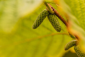 Corylus avellana pertenece a la familia de Betulaceae.