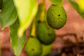 Persea americana pertenece a la familia de Lauraceae.