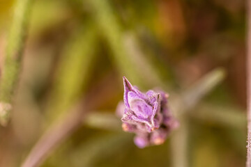 Lavandula dentata pertenece a la familia de Lamiaceae.