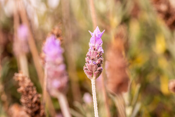 Lavandula dentata pertenece a la familia de Lamiaceae.