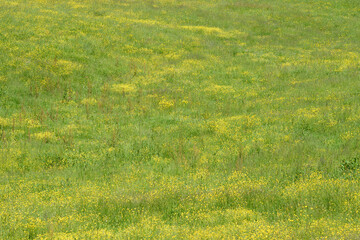 View of a meadow with grass and yellow flowers