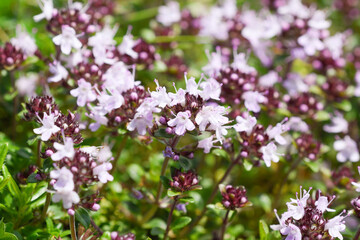 Close-up of Thymus serpillum in bloom