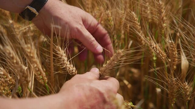 Farmer inspecting wheat grain with his hands while standing in his crops