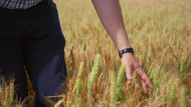 Farmer inspecting wheat grain with his hands while standing in his crops