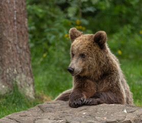 Fototapeta premium Eurasian brown bear - Ursus arctos arctos