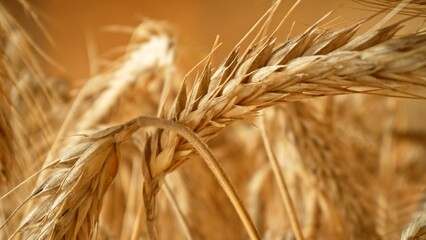 Golden spikelets of barley field , macro shot , blue sky background