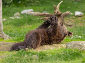 Eurasian brown bear - Ursus arctos arctos