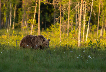 Eurasian Brown Bear - Ursus arctos arctos