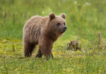 Fototapeta premium Eurasian Brown Bear - Ursus arctos arctos
