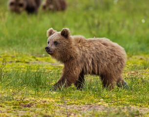 Eurasian Brown Bear - Ursus arctos arctos