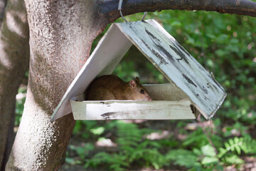 A rat climbed in the house-feeder for squirrels and birds