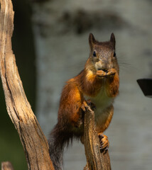 Red squirrel - Sciurus vulgaris