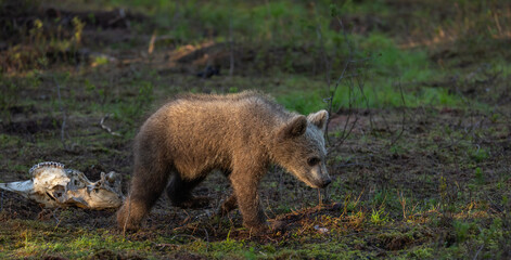 Eurasian brown bear - Ursus arctos arctos