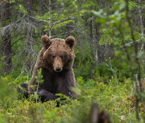 Fototapeta premium Eurasian brown bear - Ursus arctos arctos