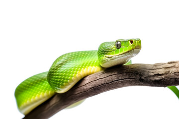 Fototapeta premium A vibrant green snake coiled on a tree branch, isolated on a white background, showcasing its striking scales and intense eyes