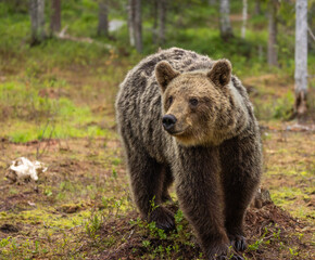 Obraz premium Eurasian brown bear - Ursus arctos arctos