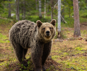 Obraz premium Eurasian brown bear - Ursus arctos arctos